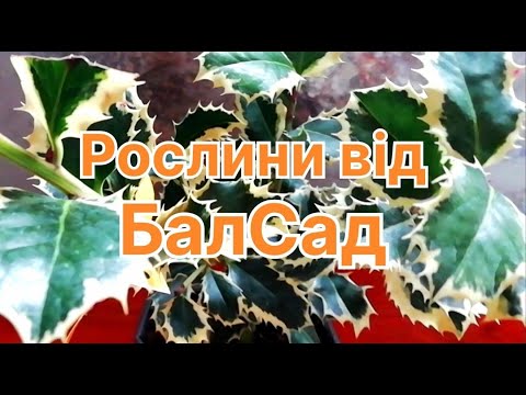 Видео: Мій перший досвід замовлення в БалСад - варто чи ні?