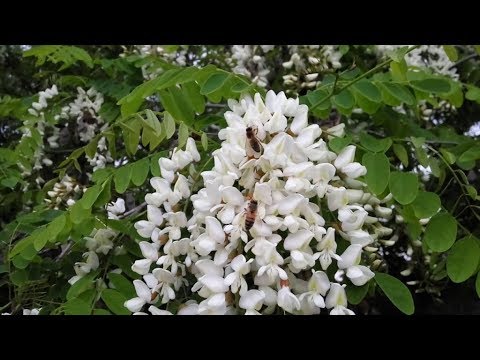 Видео: РОЕНИЕ. ПРОДОЛЖАЕМ ДАЛЬШЕ РАСШИРЯТЬ СЕМЬЮ.АКАЦИЯ.