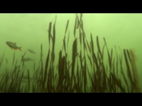 Видео: Дистанционное WI-FI управление ЭКШН камерой под водой