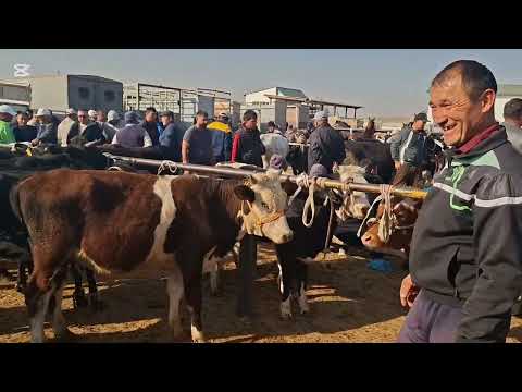 Видео: 15.10.2025.Сарыағаш мал базары.Сиырлар,сиырлар бузаумен,буқалар,қашарлар,таналар,бузаулар.🐄🐂🐃🐮🐄🐂🐃🐮🐄🐂