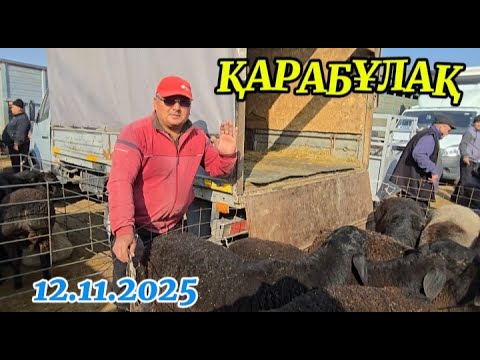 Видео: Қой бағасы. Қарабұлақ мал базар