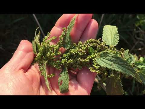 Видео: НАСІННЯ КРОПИВИ - для чого збирати та що приготувати