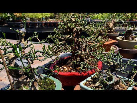 Видео: После пересадки зачарованного бонсай из золотых бобов и обрезки бонсай Naked Satsuki Chinzan,