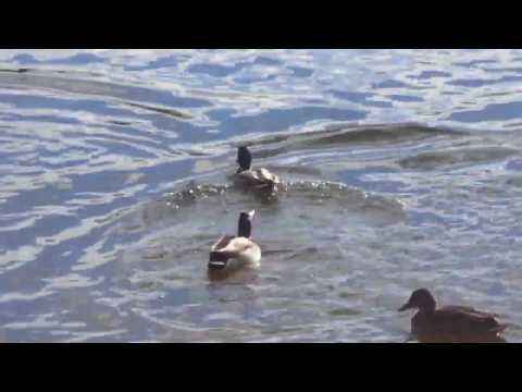 Видео: Селезни дерутся за утку