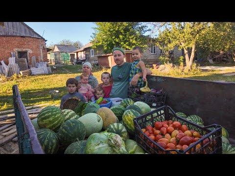 Видео: Собираем урожай всей семьей! Арбузы, баклажаны, помидоры, перец!