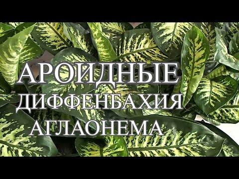 Видео: Растения семейства ароидные