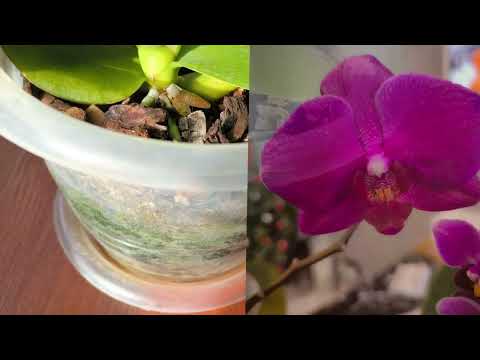 Видео: Ищем новые цветоносы. Обзор орхидей в спальне 💐💐💐😍. 