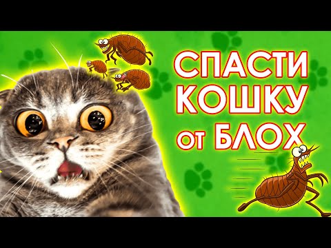 Видео: Как вывести блох у кошки. Советы ветеринара.