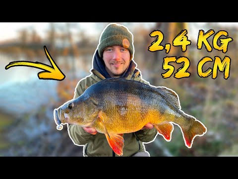 Видео: Рыбачим на РЕКЕ, где обитают ГИГАНТЫ (Новый личный рекорд - 2.4 КГ и 52 СМ) | Team Galant