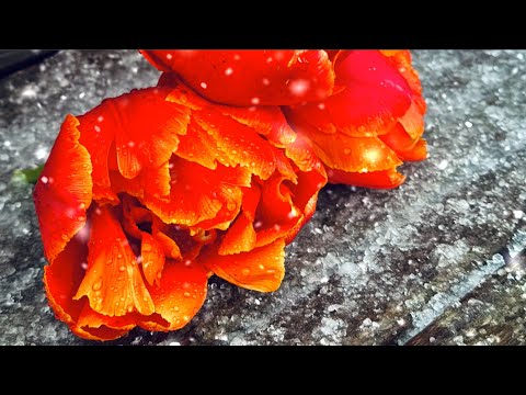 Видео: КРЫМ под УДАРОМ СТИХИИ! ПАРАД ТЮЛЬПАНОВ под ГРАДОМ. Что стало с цветами? Такого никто не ожидал