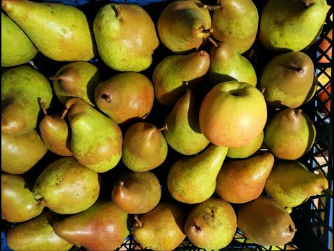 Видео: Грушевий сезон завершено. Що вродило цього року?