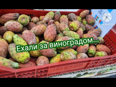 Видео: VLOG ПОЕХАЛИ ЗА ВИНОГРАДОМ, А ОКАЗАЛИСЬ / WE WENT TO GET GRAPES, AND WE ENDED UP #vlogs