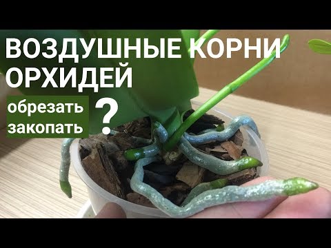 Видео: КОРНИ ОРХИДЕЙ воздушные ОБРЕЗАТЬ или ЗАКАПЫВАТЬ?