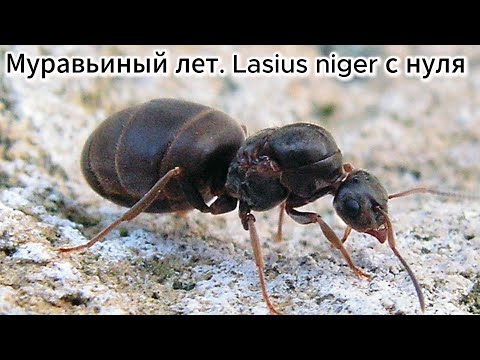 Видео: МУРАВЬИНЫЙ ЛЕТ. LASIUS NIGER С НУЛЯ