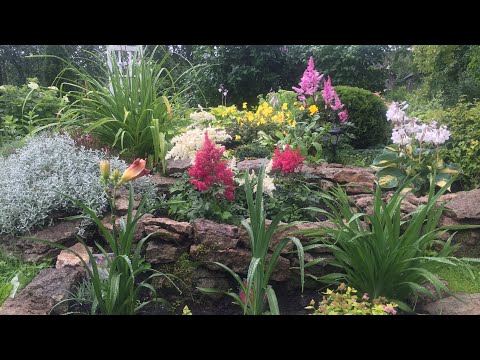 Видео: Любимый сад в конце июля. Гортензии. Розы. Садовые скамьи, шпалеры, пергола.