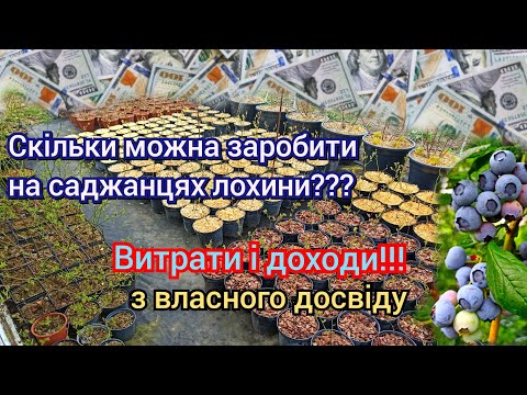 Видео: Скільки можна заробити на вирощуванні саджанців лохини...?