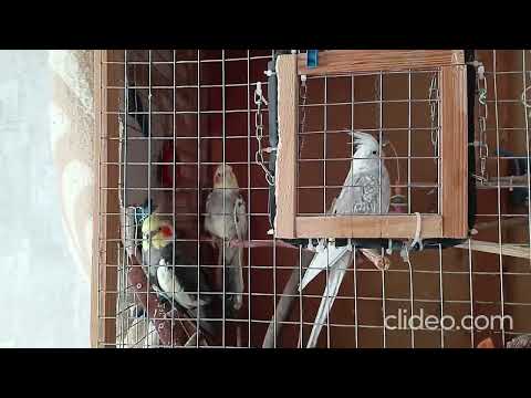 Видео: 🐦Тепер він головний..#говорящийпопугай #корелла #смішніпапуги #funny #cockatiel #birds #pets #parrot