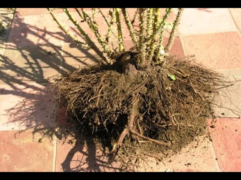 Видео: Зачем коротко обрезать розы первого года посадки. Питомник Роз Полины Козловой rozarium biz