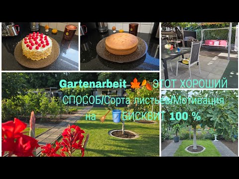 Видео: Vlog 🇩🇪 БИСКВИТ Которы всегда получается 🎂Наша Дача в Германии/ОПЯТЬ НАРЫЛ /ЧТО ДЕЛАТЬ? 