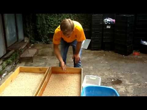 Видео: Рекомендации по хранению опарыша Сильвер Фиш