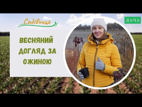 Видео: Весняний догляд за ожиною. Як Вибрати Сорт Ожини?