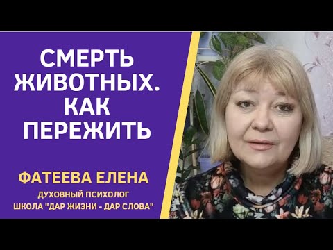 Видео: КАК ПЕРЕЖИТЬ СМЕРТЬ ПИТОМЦА с Божьей помощью и не порвать душу.  Куда уходят животные после смерти.