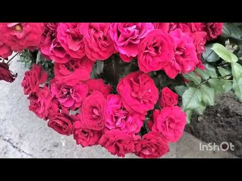 Видео: ТОРНАДО - троянда для алейок і рабаток🥀 #троянди #rose #flowers #сад #квіти