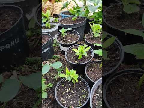 Видео: крупнолистная гортензия в конце сентября, в средней полосе