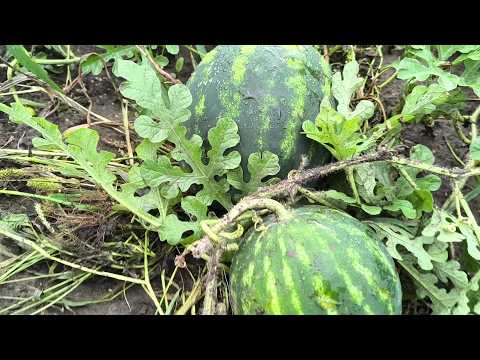 Видео: ШИКАРНЫЙ УРОЖАЙ! Выкопали картофель, груши, АРБУЗЫ...