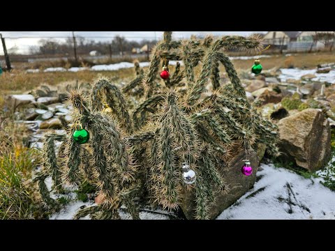 Видео: Зимостойкие кактусы и суккуленты зимой 01.01.2024 г. в Курске