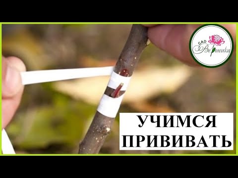 Видео: УЧИМСЯ ПРИВИВАТЬ ПЛОДОВЫЕ.  ЛУЧШИЕ СРОКИ И СПОСОБЫ