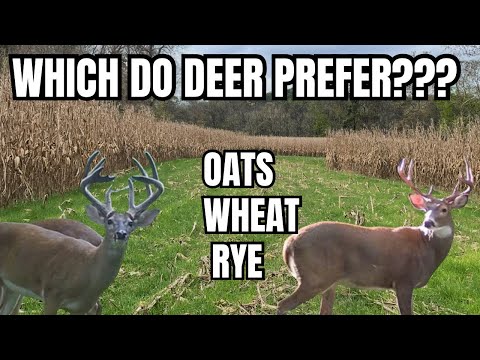 Видео: ЧТО ЛУЧШЕ...ОВЕС, РОЖЬ ИЛИ ОЗИМАЯ ПШЕНИЦА???? ИДЕАЛЬНЫЕ ИСПЫТАНИЯ НА КОРМОВЫХ УЧАСТКАХ ДЛЯ ОЛЕНЕЙ...