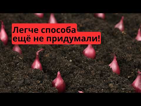 Видео: Посадка лука-севка осенью по-колхозному 🌱 Быстро и без приседаний.