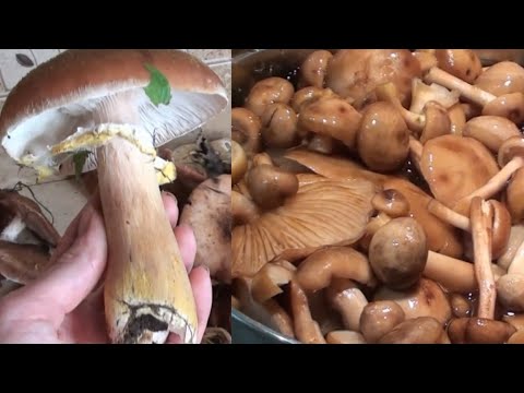 Видео: Як і скільки варити ОПЕНЬКИ☝️