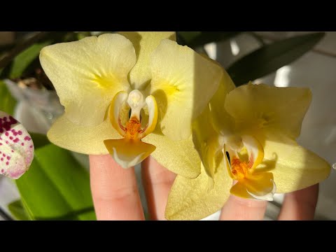 Видео: Бабочки 🦋🦋🦋 море красоты 🥰