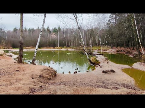 Видео: Новый год уже стучится?! 🌲 Утки плавают в пруду!🦆 😄