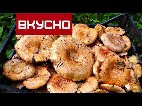 Видео: КАК ПРИГОТОВИТЬ ГРИБЫ РЫЖИКИ   /   ГРИБНАЯ ИКРА НА ЗИМУ  / Mushroom caviar for the winter