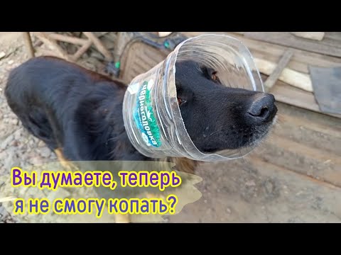 Видео: Опять бетон, столбы, собачки! 10 часть БДФ о строительстве и жизни в приюте для животных!