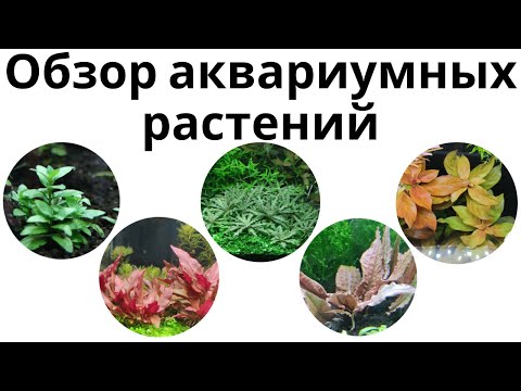 Видео: Обзор аквариумных растений