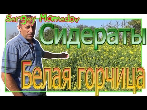 Видео: ➤СИДЕРАТЫ. ПОЛИВ И ЗАДЕЛКА В ПОЧВУ БЕЛОЙ ГОРЧИЦЫ.