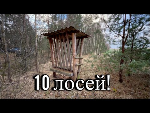 Видео: Лоси бегут, а МЫ стоим не правильно. Охота на лося.