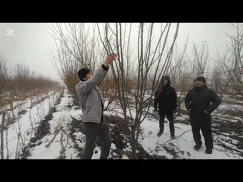 Видео: Алма тарбиялоо