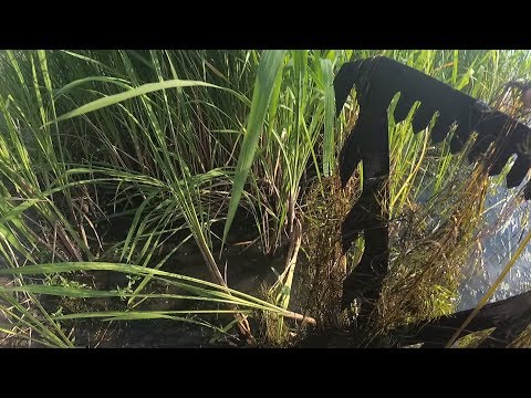 Видео: как избавиться от травы и камыша / очищаем место лова