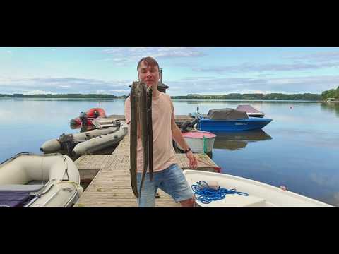 Видео: Чистим Угря в полевых условиях.