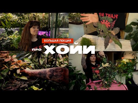 Видео: Хойи: основы ухода и содержания, черенкование, укоренение, пересадка, грунты, полив, вредители