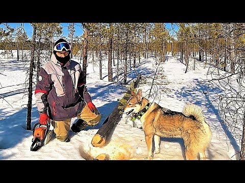 Видео: КАРАНТИН! ЧЕТЫРНАДЦАТЫЕ СУТКИ В ТАЙГЕ! СВЯЗИ НЕТ! ЕДУ НА БОЛОТО. СТРОЮ ИЗБУ.