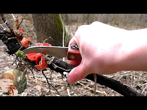 Видео: ВЕСЕННИЕ ГРИБЫ В АПРЕЛЕ 2021: Саркосцифа