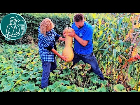 Видео: 🎃 Мускатная тыква от посадки до уборки урожая 🌿 Выращивание тыквы по технологии Гордеевых