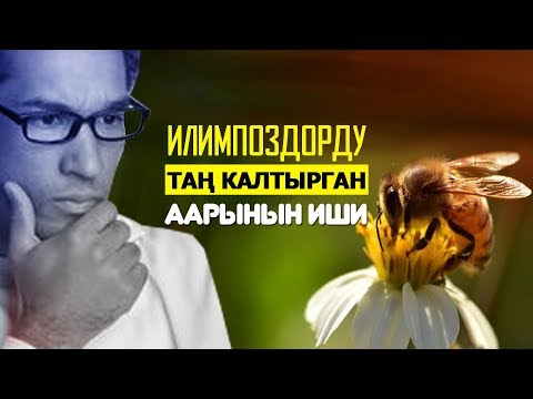 Видео: Илимпоздорду таң калтырган аарынын иш аракеттери!