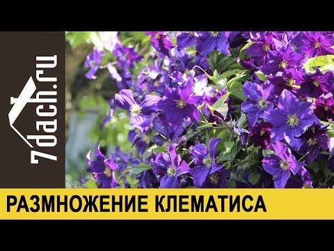 Видео: Размножение клематиса черенками - 7 дач